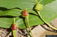 The poplar petiole gall aphid