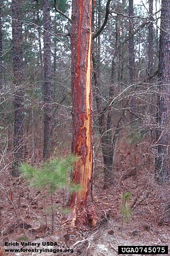 Tree that has been scorched by lightning