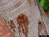 Trunk bleeding caused by a lightning strike on a palm tree