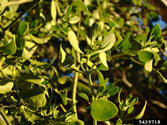 Oak mistletoe 