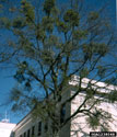 A winter photo of mistletoe clumps growing in a deciduous tree 