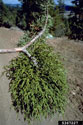 Juniper mistletoe