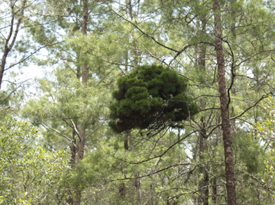 A witch's broom on a sand pine in Ocala National Forest