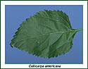 beautyberry leaf