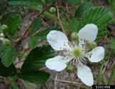 Flowers of northern dewberry