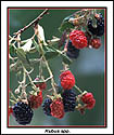 Fruits of blackberry
