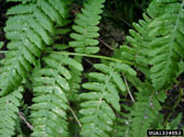 Close-up of a frond