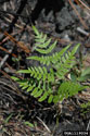 Young fern plant