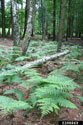 Bracken fern in a forest in Hungary