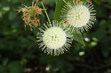 Buttonbush flowers small