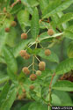 Button bush Fruits and leaves as they appear in the field