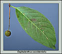 single buttonbush leaf and fruit