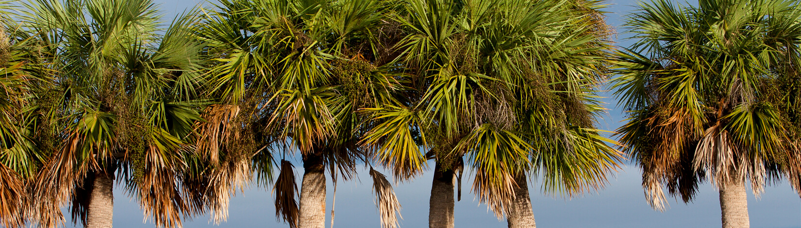 cabbage palm trees