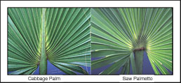 A comparison between cabbage pam and saw palmetto fronds