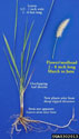 Recognition features for cogongrass