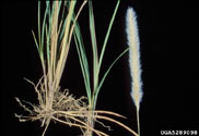 A closer view of the parts of the cogongrass plant