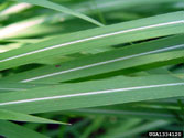 Cogongrass leaves - Note that the whitish midribs are often off-center