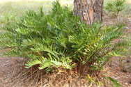 Coonie growing at the base of a pine tree