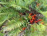 A female coontie with seed cones breaking apart to reveal the orange seeds