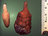 Coontie Pollen cone - left - and seed cone - right - with ruler to indicate size