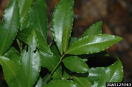 Coral ardisia Leaves showing the crenate margin