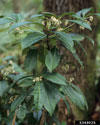 coral ardisia Foliage and flowers
