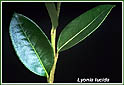 Fetterbush Alternate simple leaves