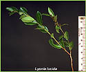 Fetterbush stem with leaves