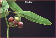 Leaves and fruit of an unidentified greenbriar