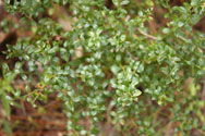 Foliage composed of many small leaves