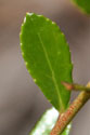 Ground blueberry - Individual leaf