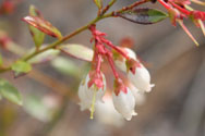 Flowers with red sepals and white fused petals