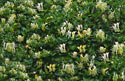 Japanese honeysuckle Flowers and foliage