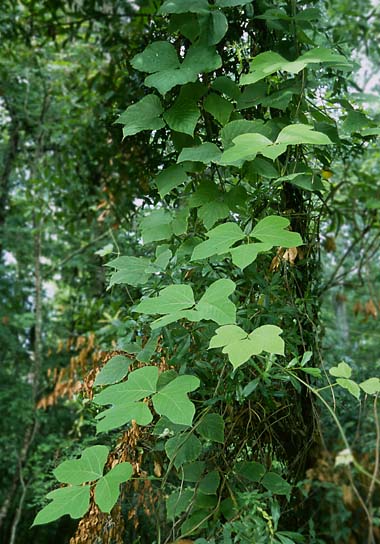 kudzu leaves