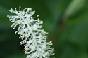 The inflorescence is made up of many small flowers with white stamens