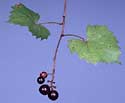 Muscadine Grape leaves and fruits