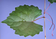 Individual leaf with opposite tendril