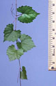 Vine with leaves