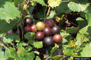 Muscadine grape ripening fruits