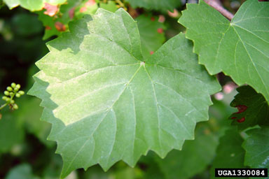 muscadine grape leaf