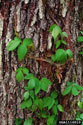 poison ivy vine climbing a tree