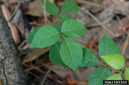 poison ivy - two lower leaflets are not always lobed