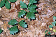 poison-oak Trifoliolate leaves growing close to the forest floor