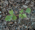 poison-oak Leaves showing color variation