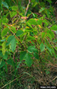 poison-oak leaves and fruits
