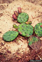 Pricklypear fruits and flattened stems