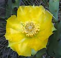 Pricklypear - showy flower with many petals and many stamens