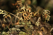 Resurrection fern - Dried frond curled up for protection