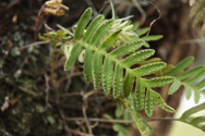 Resurrection fern - green frond open for photosynthesis