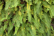 Resurrection fern - collection of green fronds on a wall